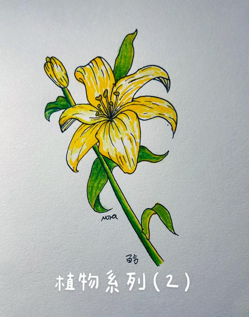简笔画 #简易花草画法 #手绘花朵 百合花lily - 抖音