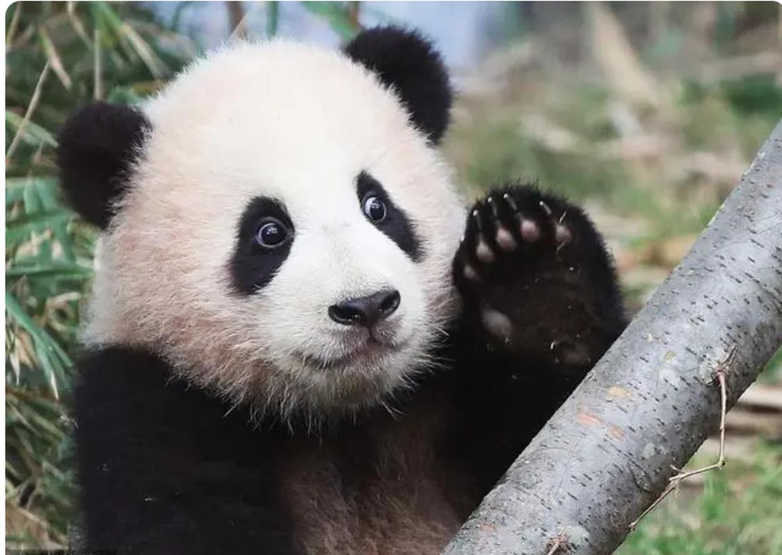 十分的呆萌可爱,韩国网友关于招聘熊猫一日饲养员助理,火爆韩国.