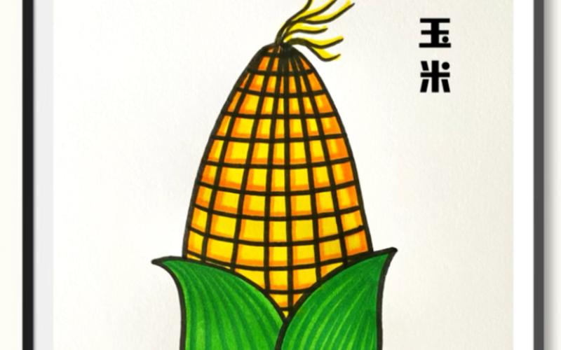 玉米成长过程的简笔画