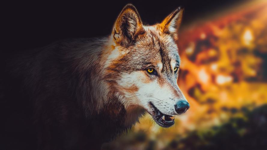凶猛的野狼2560x1920分辨率下载,凶猛的野狼,图片,壁纸,动物-桌酷