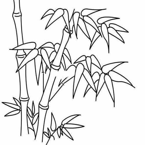 植物简笔画竹子
