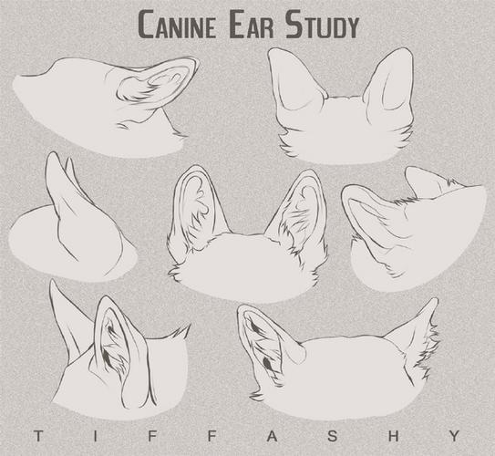 动物耳朵怎么画简笔画