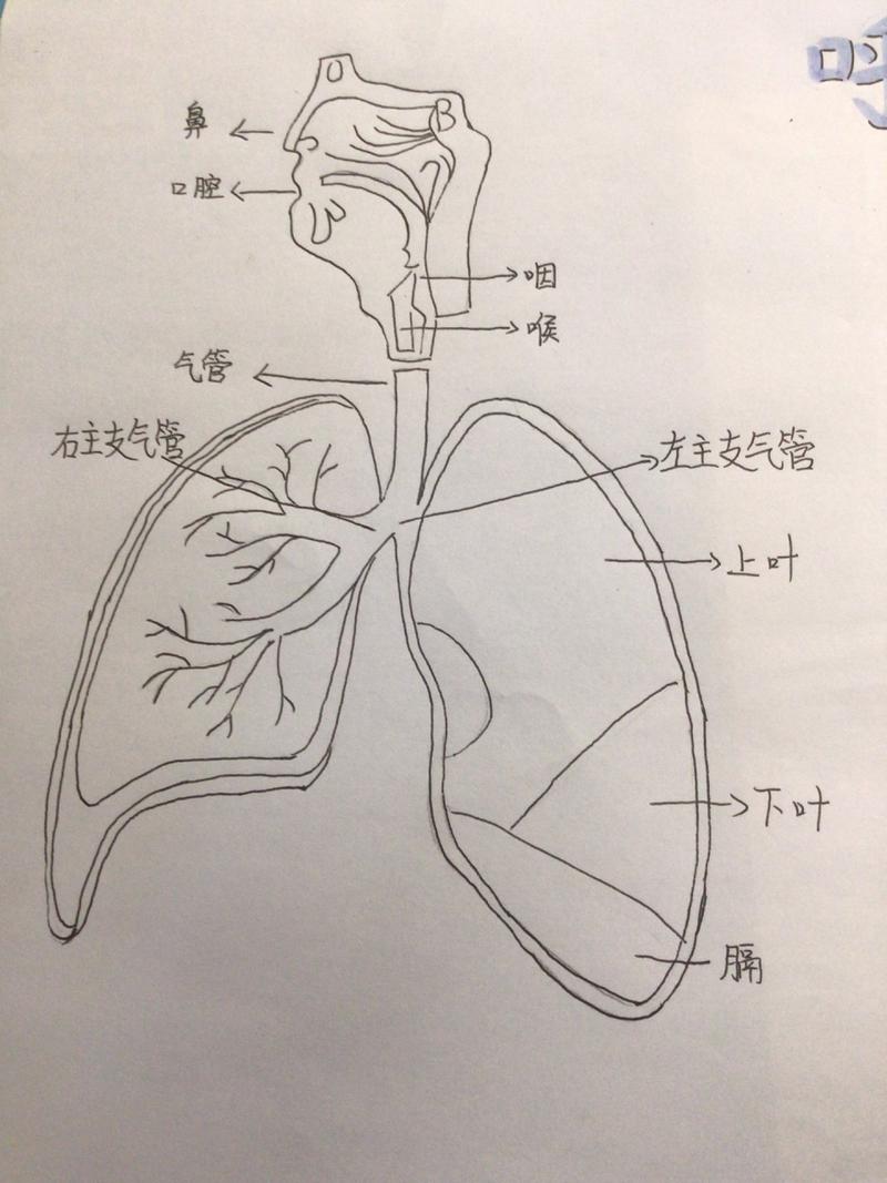 呼吸系统的手抄报～有这项作业的小朋友们快来康康 标题的紫色笔是