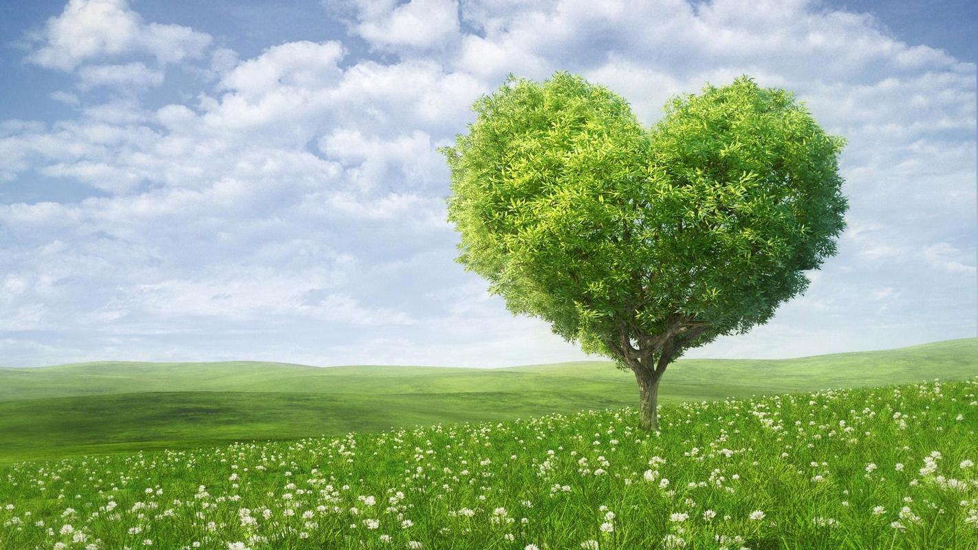 情感测试:你最喜欢哪棵大树图片,测一测你的爱情观是怎样的?