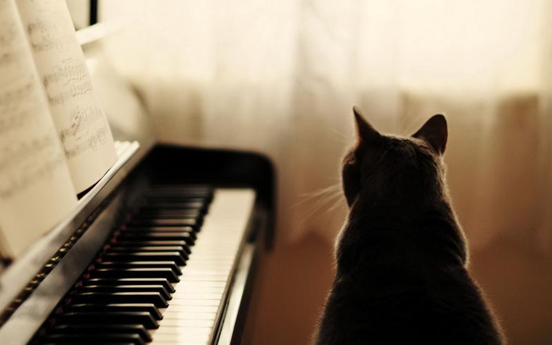 钢琴与猫咪背影唯美意境大图桌面壁纸高清