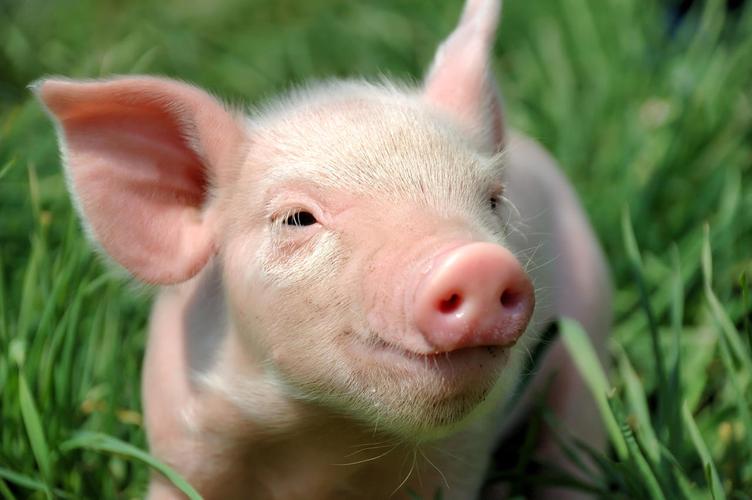 在绿色草地上的小猪