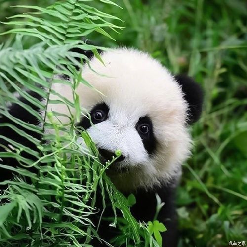 呆萌可爱的熊猫太可爱了人见人爱