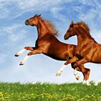 两匹马在跑的头像图片_微信头像图片大全