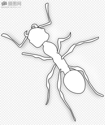 蚂蚁的种类有哪些简笔画