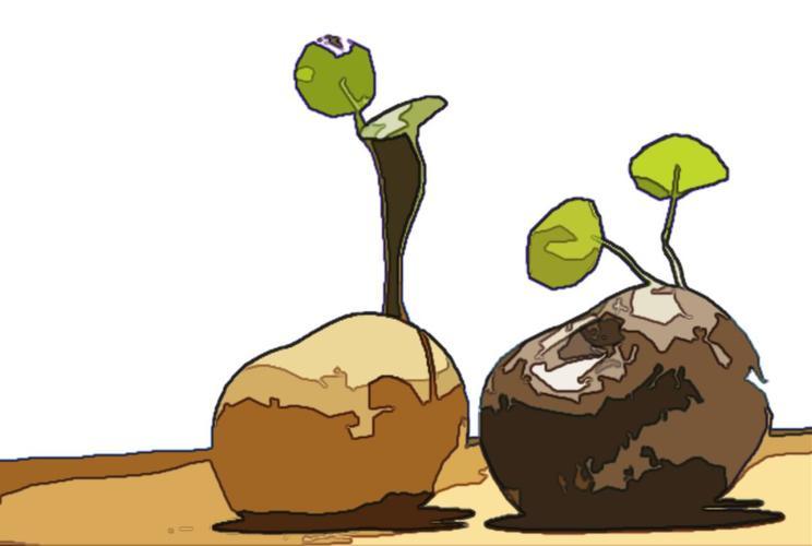 但它好吃好做又植物大战僵尸土豆*简笔画教程图片南瓜,玉米,土豆