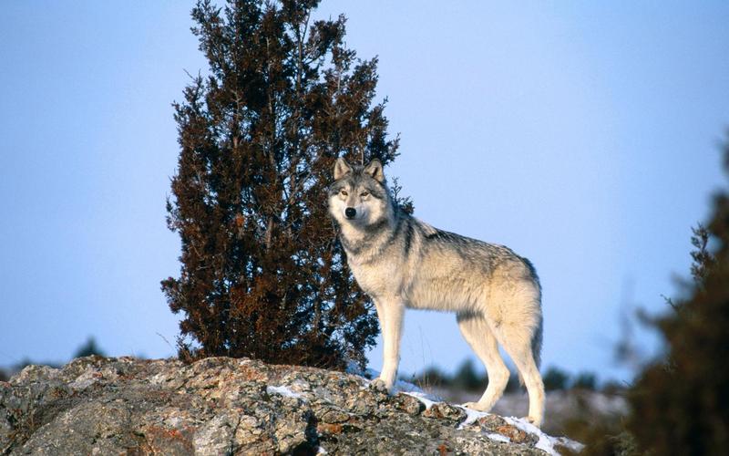 森林中凶猛的野生狼高清动物图片分享