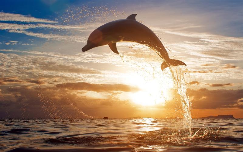 夕阳下的海豚跳跃溅起的浪花 壁纸 - 1440x900