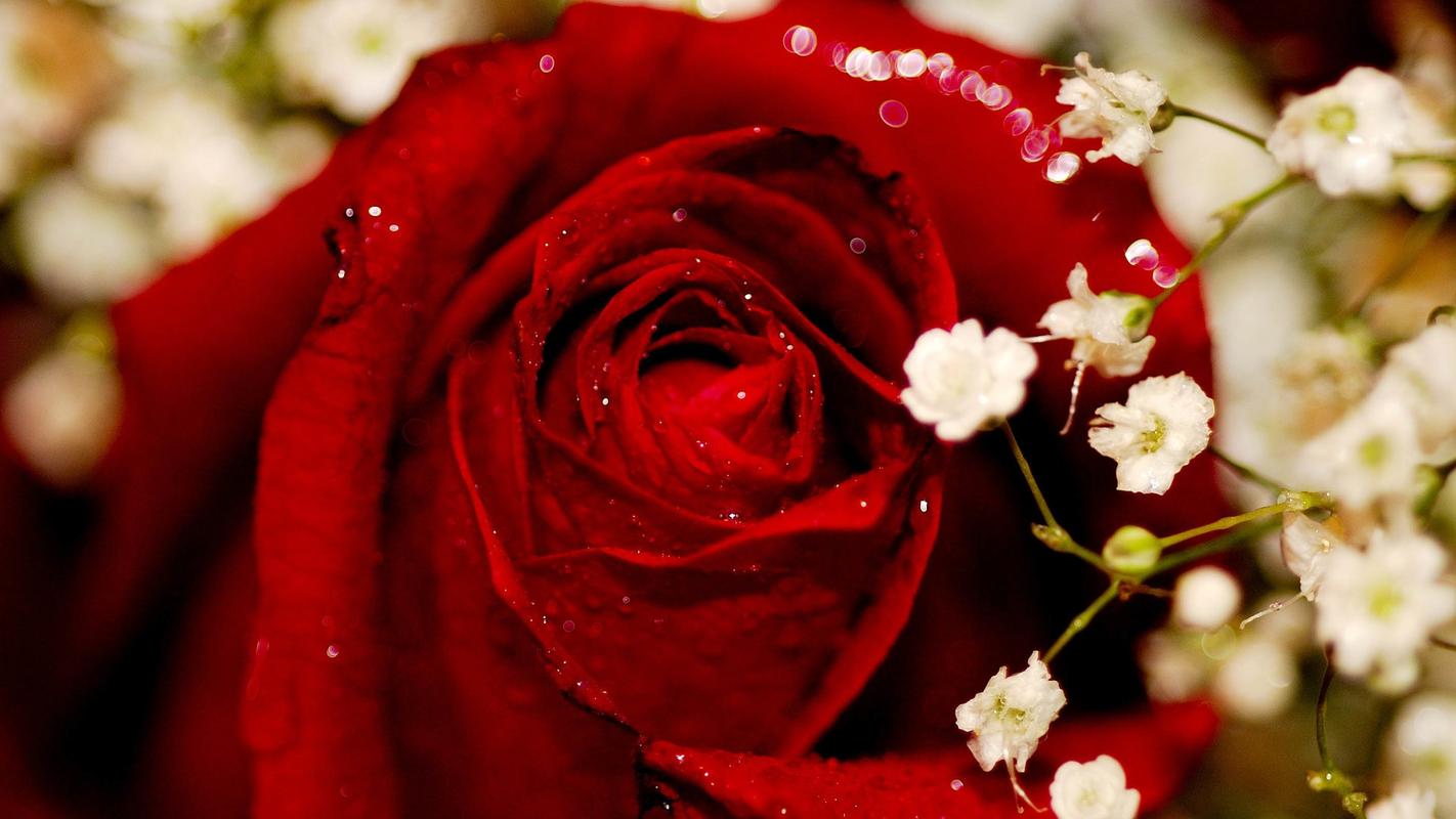 浪漫*节红色玫瑰高清壁纸