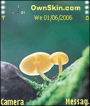 蘑菇-2