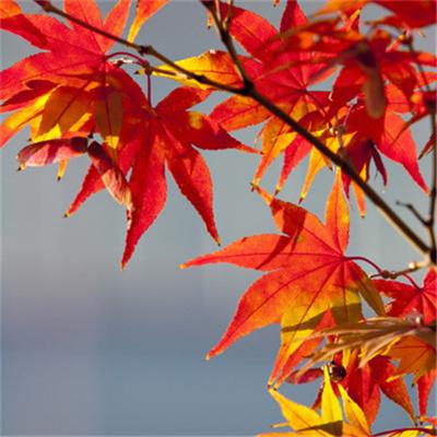 秋天专用好看的风景头像图片大全 秋天的黄色枫叶的凋零微信头像_风景