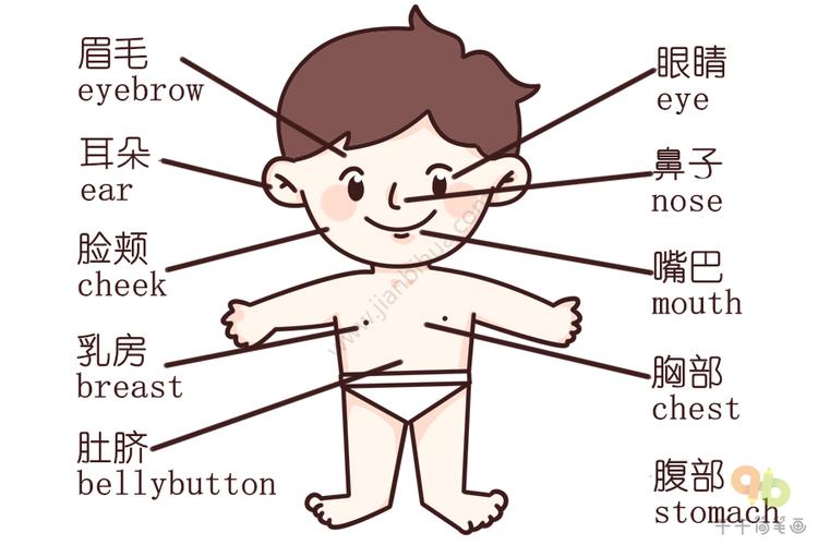 儿童学英语 认识身体各个部位的英文单词_宝宝英文认知简笔画
