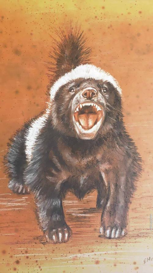 个小凶猛,不服就干的草原平头哥蜜獾手机壁纸图片集1080x1920(5)