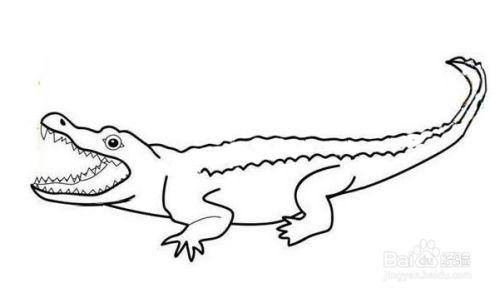 鳄鱼的画法儿童简笔画图片