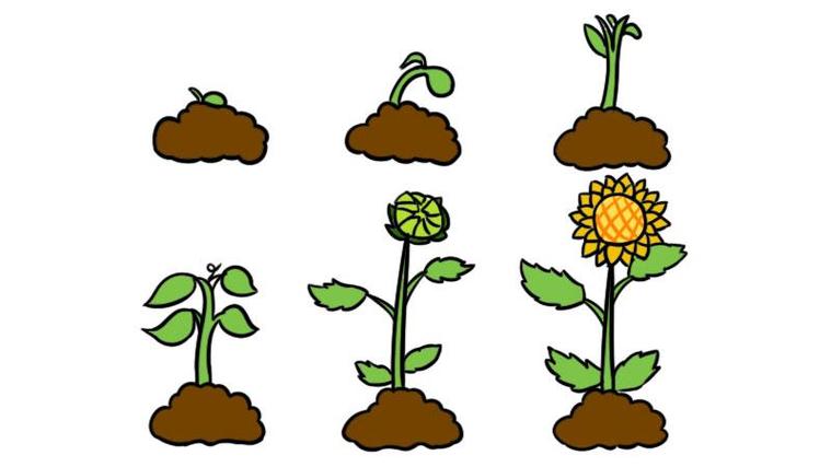 画一种植物的生长过程简笔画