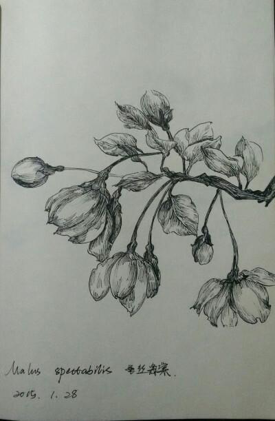 海棠树简笔画图片