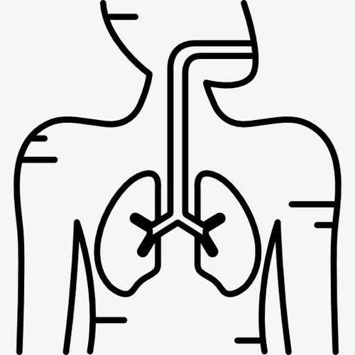呼吸系统图标