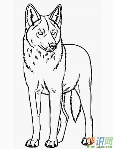 狼的简笔画图片大全_狼的动物简笔画图片