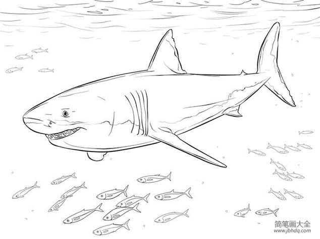 大白鲨鱼的简笔画步骤