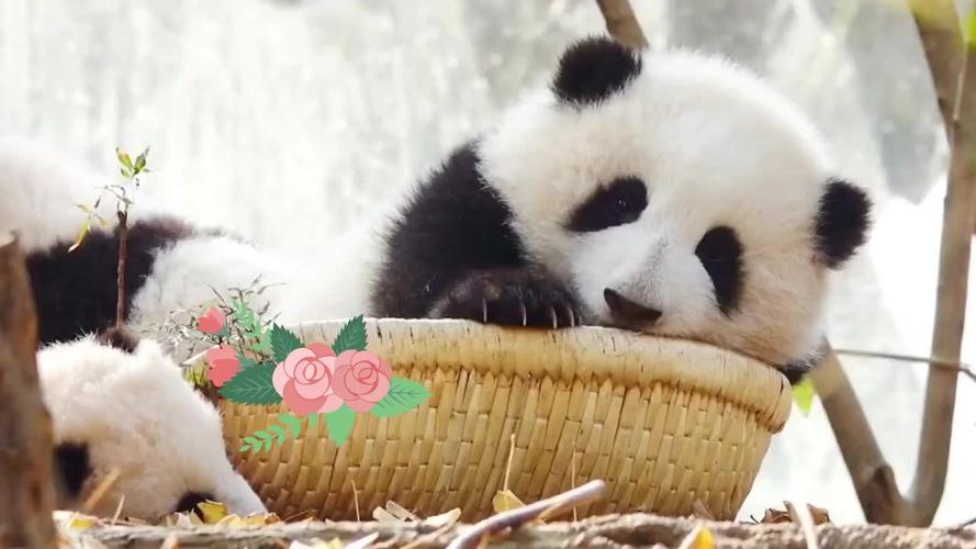 熊猫花花超清壁纸