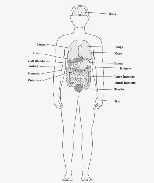 肚子人体器官简笔画