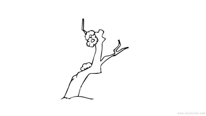 梅子树图片简笔画