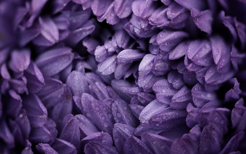 高贵紫罗兰,高清壁纸图片,鲜花背景-回车桌面