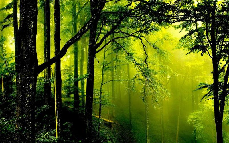 绿色的森林壁纸1440x900分辨率下载,绿色的森林壁纸,高清图片 - ipad