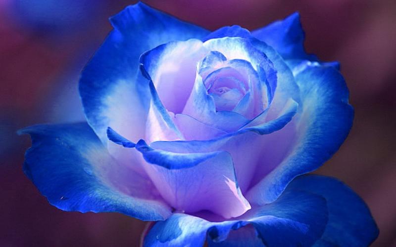 手机壁纸高清蓝色玫瑰