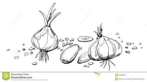 大蒜的简笔画怎么画大蒜生长过程