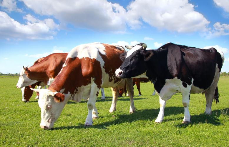家畜,奶牛,动物可爱的奶牛图片 家畜,奶牛