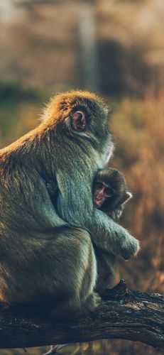 猴子和猴子幼崽 iphone 壁纸