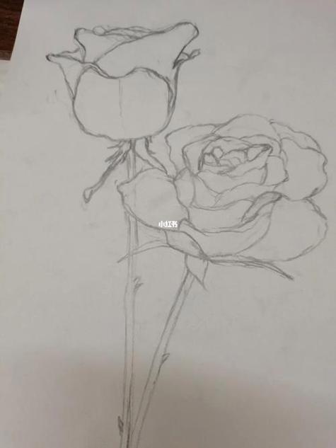 玫瑰花简笔画漂亮简单素描视频