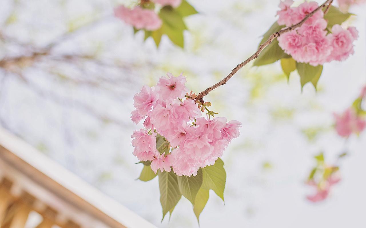 樱花唯美高清图片电脑桌面壁纸