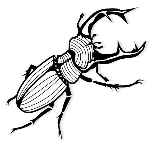 锹甲虫图片简笔画