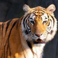 虎的头像照片