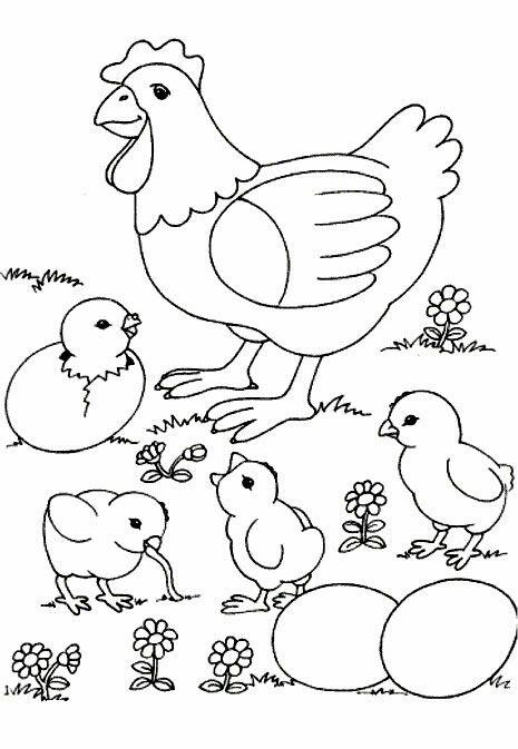 鸡群觅食图片简笔画