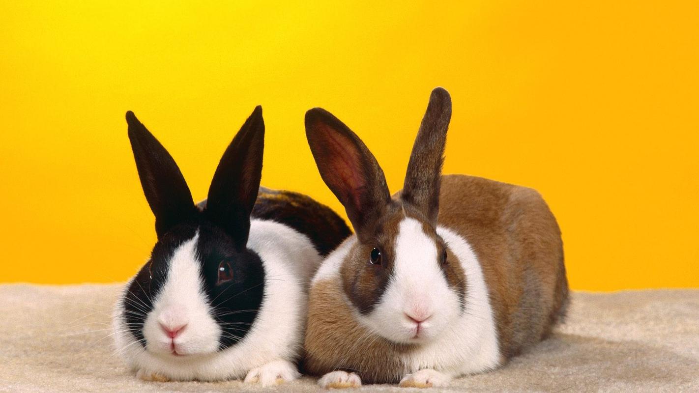 兔子和萝卜高清壁纸