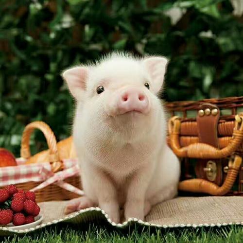 白猪头像可爱