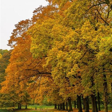 唯美简单治愈系风景头像秋天来了秋季的树林