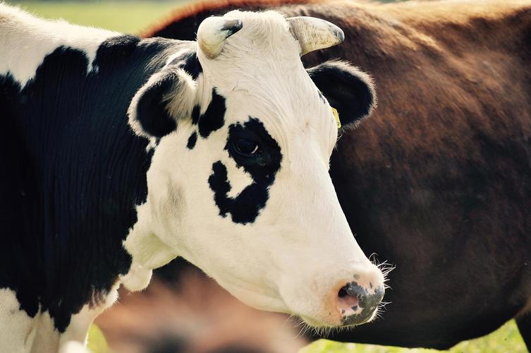 从国外奶牛的饲养概况中我们能学到什么