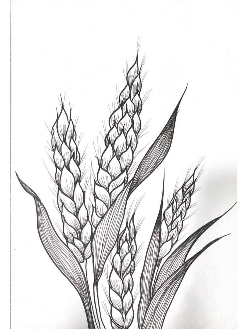 小麦生长过程图简笔画手抄报