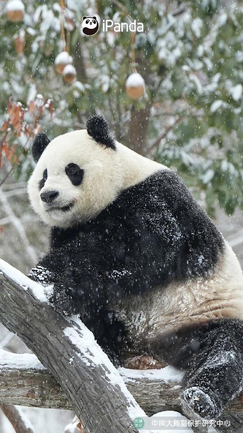 大熊猫小奇迹雪中壁纸