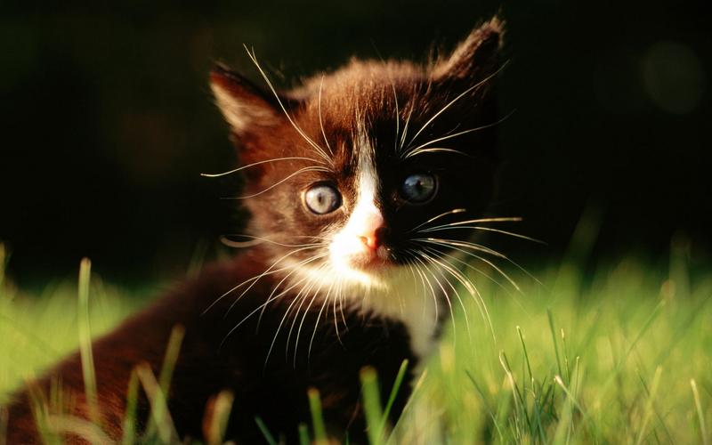 超可爱淘气的小猫咪高清壁纸图片分享