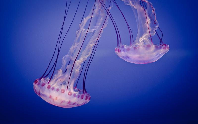 动物壁纸 > 正文        这样梦幻的海底生物水母,真的是很唯美,它们