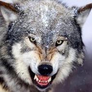 狼图片大全大图霸气凶猛霸气的狼头像图片